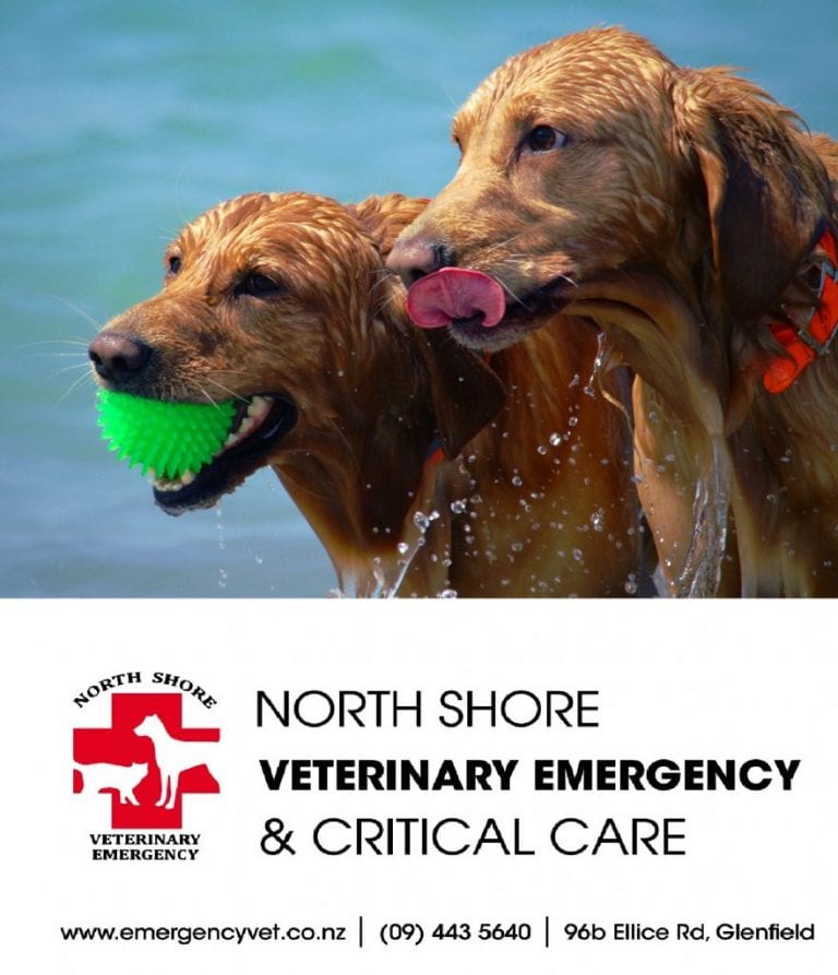 Symptoms of heat stroke in cats