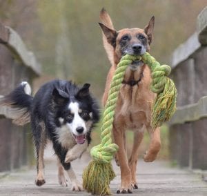 dogs with rope
