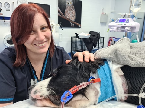 Vet and Dog Therapeutic Apheresis
