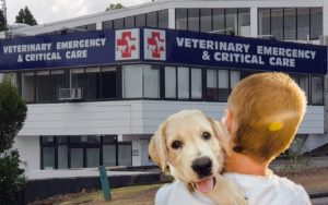 Part time Veterinary Nurse Vacancy